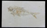 Bargain Diplomystus Fossil Fish - Wyoming #33206-1